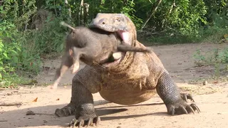 Komodo Dragon Adult Swallows a Medium-sized Wild Boar Baby Without Any resitance ‼️