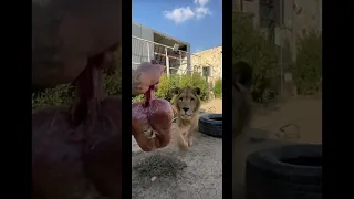 شاهد كيف الأسد يبلع اللحمه كامله 