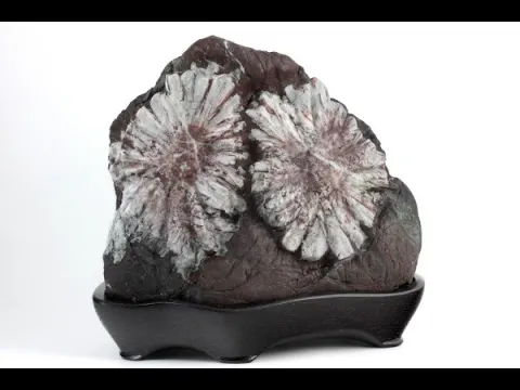 根尾谷産 菊花石 2.6kg｜国産 原石 通販のキラリ石