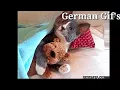 Gute Nacht Gif German Gif s