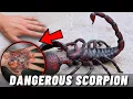 Download Lagu TOP 10 MOST DANGEROUS SCORPIONS IN THE WORLD