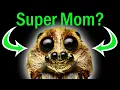 Is the Wolf Spider the Best Mother in Your Garden