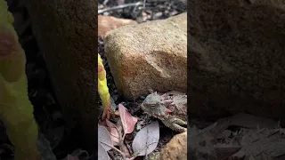 Our mascot Dino with a little horned lizard. Pretty cool dude. #hike #hiking #adventure #lizard￼
