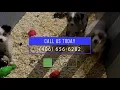 Exotic Pet Store Billings MT Exotic Pets