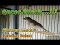 Download Lagu Suara Burung Kancilan Bakau Gacor asyikkk,