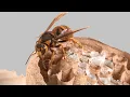 Download Lagu Keeping a Yellow Hornet Queen