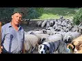 Download Lagu Iulian Unguraș din Solomon ne povestește din tainele ciobăniei .O lungă tradiție în oierit