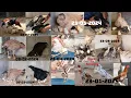 Chickens Breeding Process Laying Eggs To Growing 300 Days Old Roosters
