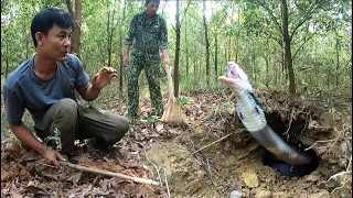 Provoking a king cobra—and the disastrous outcome... king cobra attack.