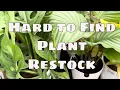 Lowes Restock Big Box Houseplant Shopping Hard to Find Plants for Collectors
