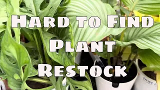 Lowes Restock Big Box Houseplant Shopping Hard to Find Plants for Collectors