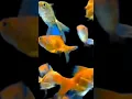 Download Lagu Golden fish #shorts