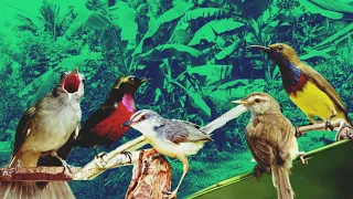 masteran mewah kombinasi burcil 