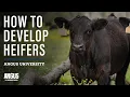 How to Develop Heifers - Heifer Development 101