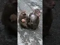 Download Lagu a family monkey of three