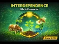 How Living Things Depend on Each Other Interdependence Grade 9 CBC Intergrated Science -Lesson 29