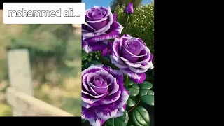 جلسه الخميس  ياورد ياكاذي   حمود السمه       يغني للعملاق  فيصل علوي   تسجيل اسطوره وتصميم ضخم   دندنها