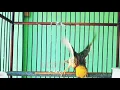 Download Lagu Manyar kembang isian Kenari
