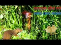 Download Lagu Garangan pikat jernih mix suara garangan dan anak ayam terbaru TANPA IKLAN