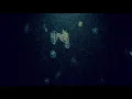 Download Lagu カブトクラゲの映像を見ながらゆったりハンドパンの音を聴く睡眠用BGM動画