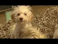 Denver Westminster considering ordinances that would ban sale of cats dogs at retail stores