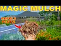 This MAGIC MULCH Repels Pests And Smells AMAZING