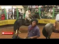 Download Lagu Freio de Ouro 2018 - Colibri Matrero Campeão