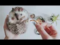 What SHOULD You Be Feeding Your Hedgehog