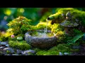 Download Lagu Gentle Water Sounds 🌱 Relaxing Music | Instant Stress Relief