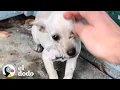 Download Lagu Adolescente encuentra un cachorro perdido en su porche | El Dodo
