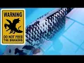 Download Lagu We bought a Dragon Koi Fish | GinRin Matsukawabake