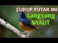 Download Lagu PANCINGAN TERBARU SEMUA JENIS BURUNG MURAI LANGSUNG NYAUT