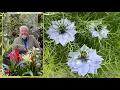 Download Lagu NIGELLE : ANNUELLE AUX FLEURS ÉVANESCENTES ET AUX GRAINES BIENFAISANTES Le Quotidien du Jardin N°328