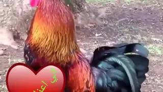 ياصباح الخير ياحبابي 