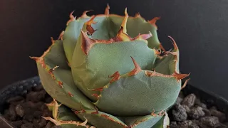                                                                          دندنها