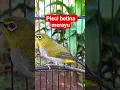 Download Lagu pleci betina merayu jantan #plecibetina