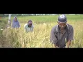 Download Lagu Pesona Desa Habau Hulu Kec. Banua Lawas Kab. Tabalong KAL-SEL