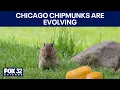 Download Lagu Chicago chipmunks are evolving fast — and our food may be why, Field Museum says