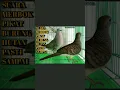 Download Lagu SUARA BURUNG MERBOK MP3 FULLVIDEO 👉🏻