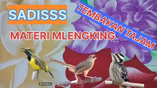 kombinasi masteran pedass sogon ciblek gunung pelatuk beras muraibatu cucakijo
