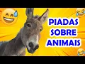Lagu PIADAS SOBRE ANIMAIS MUITO ENGRAÇADAS - HUMORISTA THIAGO DIAS