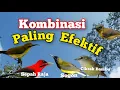 Download Lagu Suara Pikat Kombinasi Sogon Cikrak Bambu Sepah Raja Paling Efektif