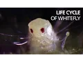 Life cycle of whitefly