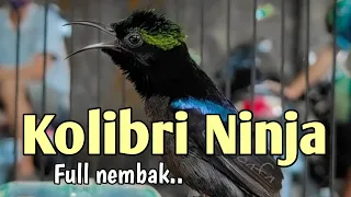 Download Masteran Kolibri Ninja jeda MP3