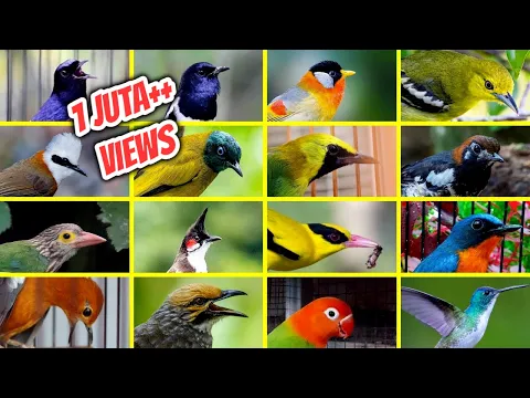 Download MP3 42 Jenis Burung Kicau Populer di Indonesia Beserta Suaranya (LENGKAP)