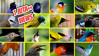42 Jenis Burung Kicau Populer di Indonesia Beserta Suaranya (LENGKAP)