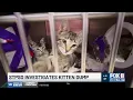 Crates of kittens dumped outside St Tammany animal shelter on sweltering day