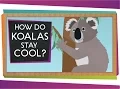 How Do Koalas Stay Cool Animal Science for Kids