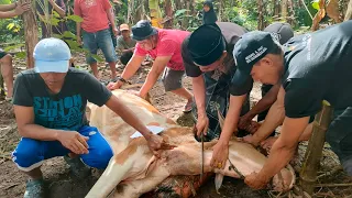 Download Qurban Sapi Dulu Biar Berkah - Sapi Qurban Idul Adha 2022/1443 H MP3