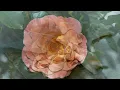 MARIAGE D'AMOUR - Paul de Senneville